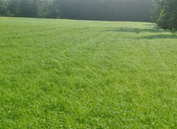 fast growing field of teff at 30-35 days after planting and 10 days 