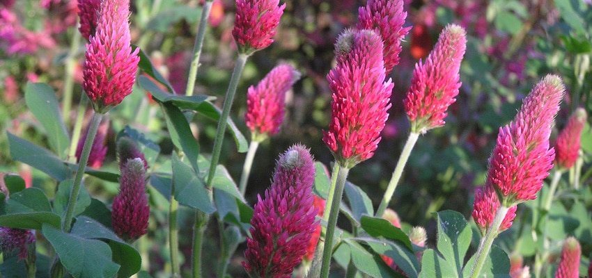 Crimson Clover Seed – Seed – Pellet Stoves – Wood Stoves – Lawn Mowers ...