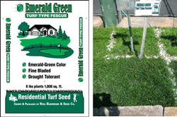 Emerald-Green-Turf-Type-Tall-Fescue-Lawn-Grass-Seed