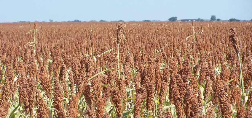 Milo Grain Sorghum - 95 Day, Safened -