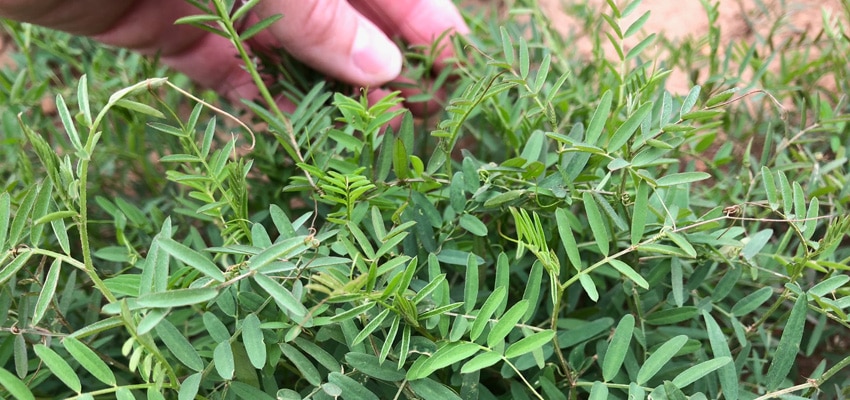 Hairy Vetch Seed - Legumes Seed