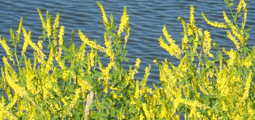 Sweet Clover – Yellow Blossom Seed -