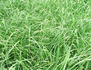 Teff Grass Seed (uncoated) -