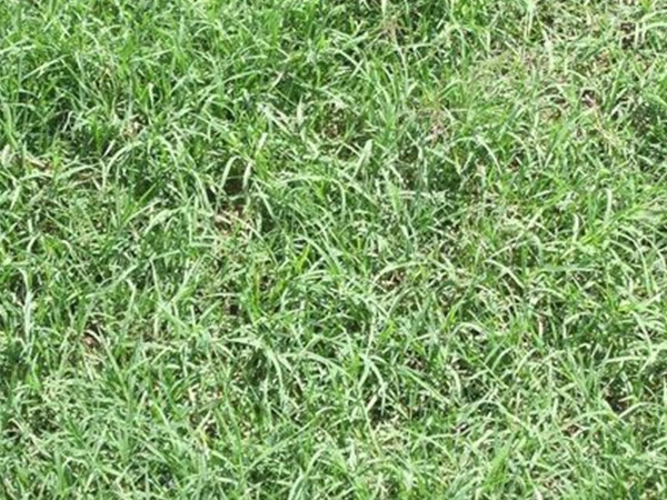 Wrangler Bermuda Grass Seed -