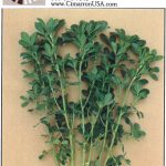 Cimarron VL500 Alfalfa Seed, Certified -