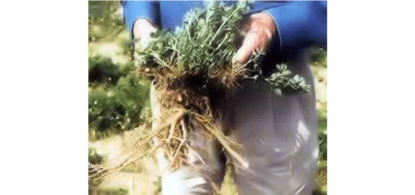 Haygrazer Alfalfa Seed -
