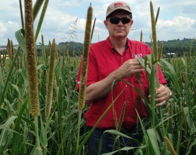 Hybrid Pearl Millet Shown with Farmer Growing In Field near Springfield, Missouri