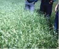 Persister Rescuegrass/ Prairiegrass (Improved Matua) -