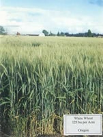 White Wheat Field