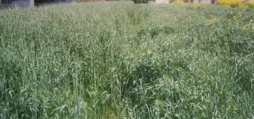 Cold-Grazer Rye - Strain Cross Cereal Rye Seed 50# - Grain Seed