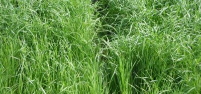 Annual Ryegrass Lawn Seed -