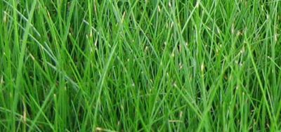 Chewings Fine Fescue Seed -