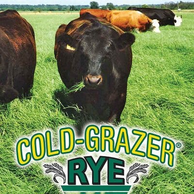 Cold-Grazer Rye - Strain Cross Cereal Rye Seed 50# -