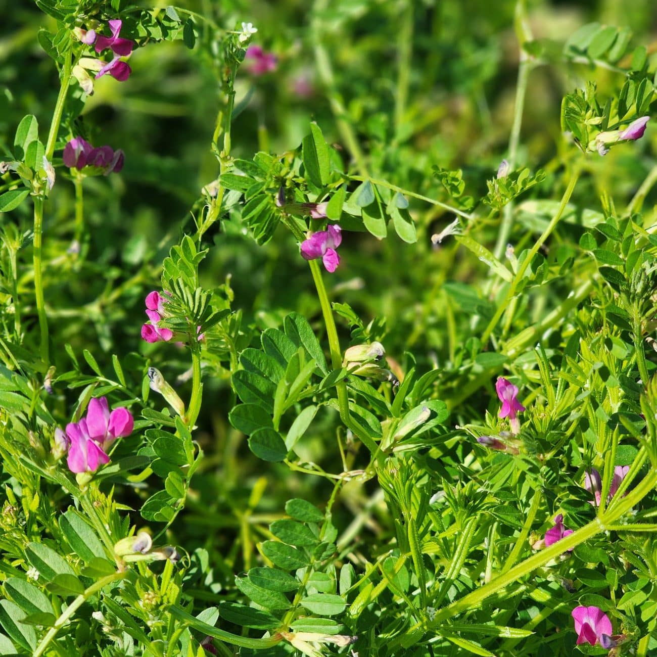 Hairy Vetch Seed - Nixa Hardware & Seed Company