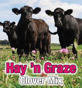 Hay ‘n Graze Clover Mix (70% Red Clover - 30% Haygrazer Alfalfa) - Red Clovers