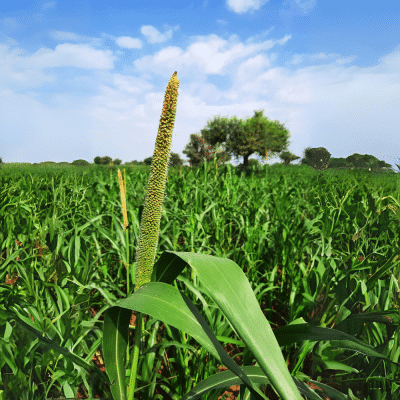 Hybrid Pearl Millet Growing in Field near Springfield, Missouri