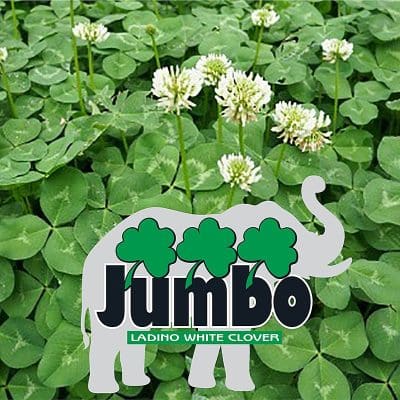 Jumbo Ladino Clover Seed -