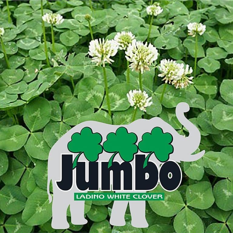 Jumbo Ladino Clover Seed Nixa Hardware And Seed Company 5566