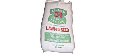 KY-31 Tall Fescue Lawn Grass Seed HIGH PURITY -