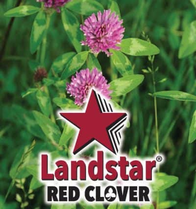 Landstar Red Clover Seed -