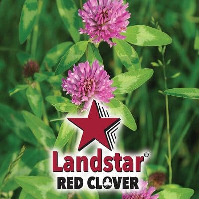 Landstar Red Clover Seed -