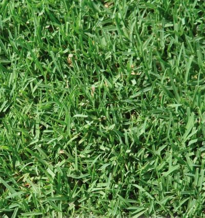 Majestic Bermuda Grass Lawn Seed