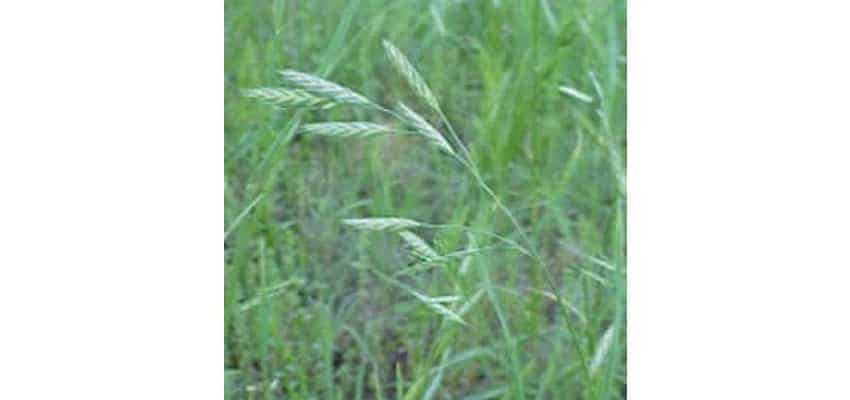 Brome Grass Seed