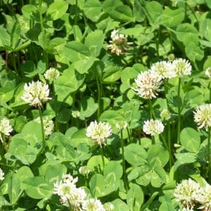 Royal Ladino Clover White Clover Seed Nixa Hardware