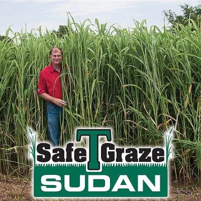 Safe T Graze Sudan Grass Seed -