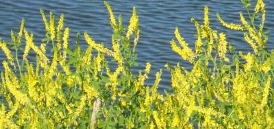 Sweet Clover – Yellow Blossom Seed -