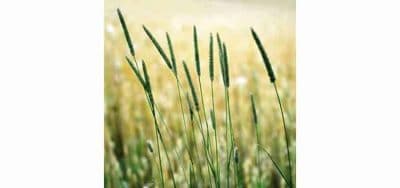 Timothy Grass Seed -