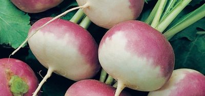 Purple Top Turnip Seed -
