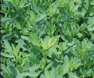Cimarron VL500 Alfalfa Seed, Certified - Alfalfa Seed