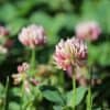 Alsike Clover Seed