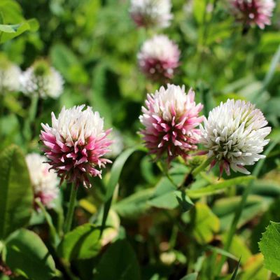 Bee Keeper Clover Seed Mix -