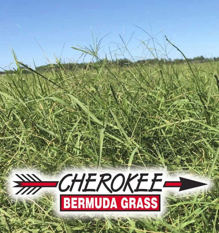 Cherokee Bermuda Grass Seed - Nixa Hardware & Seed Company Best Grass Seed For Northwest Arkansas