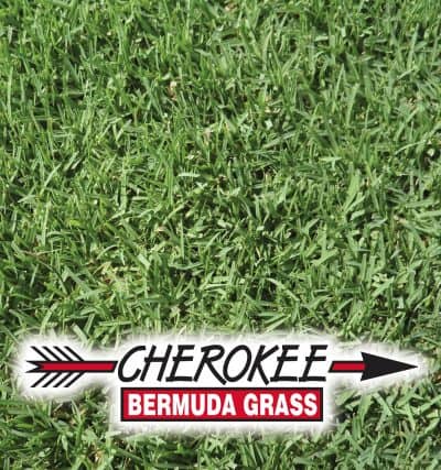 Cherokee Bermuda Grass Lawn Grass Seed -