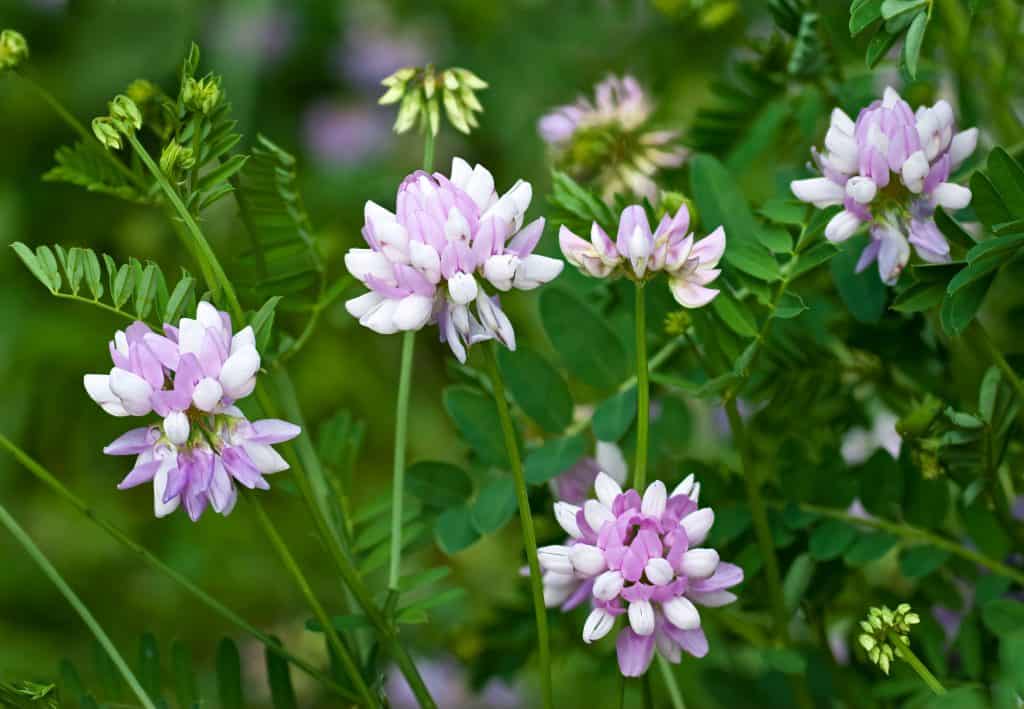 Crown Vetch Seed - Nixa Hardware & Seed Company