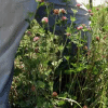 Alsike Clover Seed - Image 2