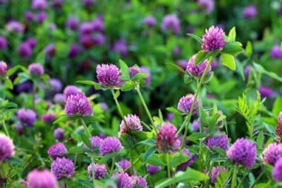 Kenland Red Clover Seed - inoculated; not coated -