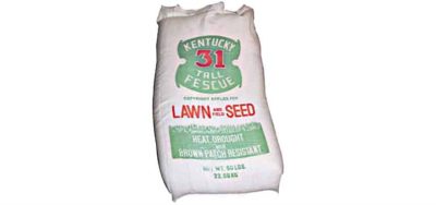 Kentucky 31 Tall Fescue Seed -