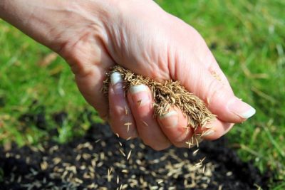 Lawn Seeding Instructions -