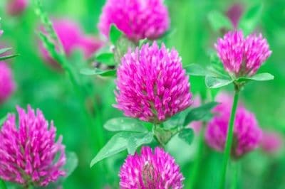 Medium Red Clover Seed - Raw (not coated) -