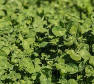 Rampart Ladino Clover Seed -