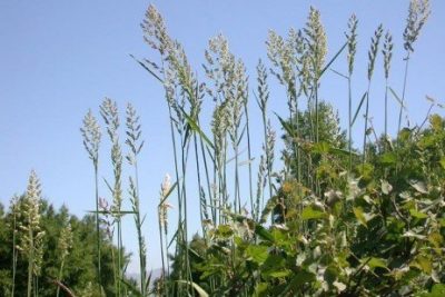 Reed Canary Grass Seed - Palaton -