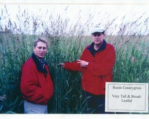 Reed Canary Grass Seed - Palaton -