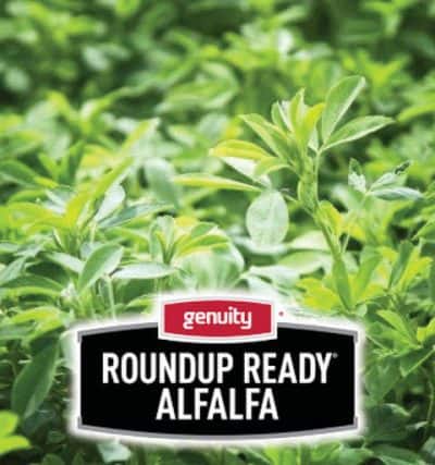 Roundup Ready Alfalfa Seed - Genuity L442RR -