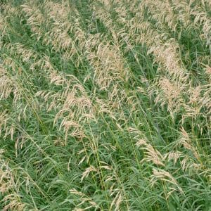 Brome-Smooth-Southern-Type -