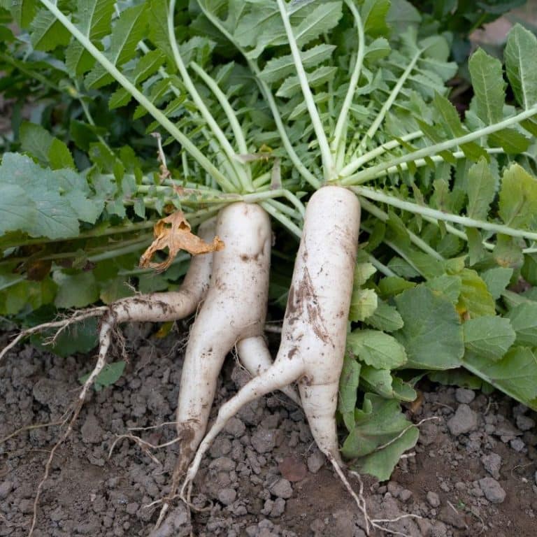 Daikon Radish Seed Nixa Hardware & Seed Company