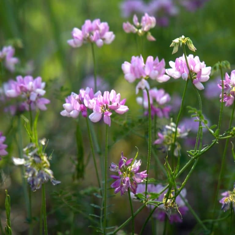 Crown Vetch Seed Nixa Hardware & Seed Company